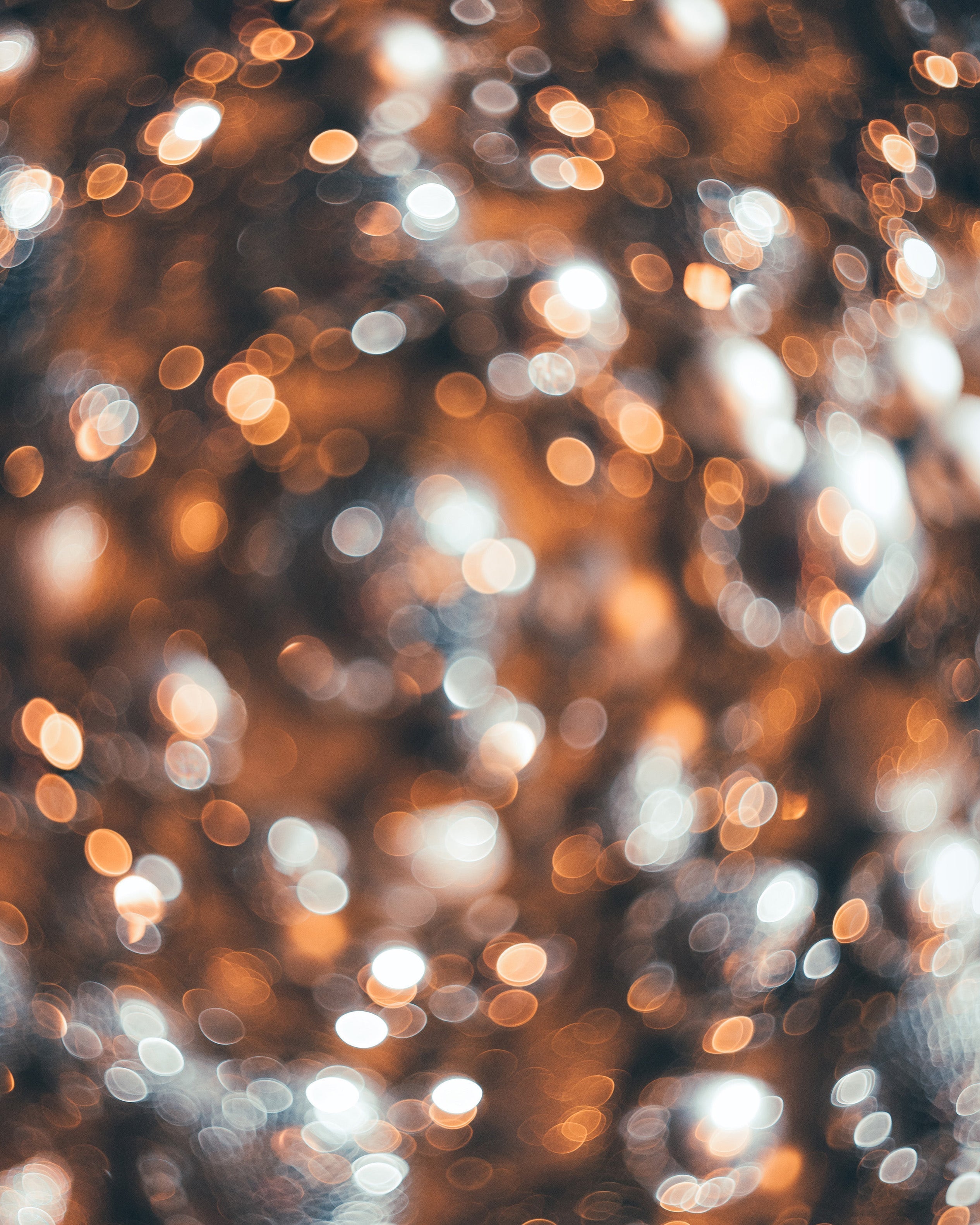 冬のキャンペーン|送料無料 & ギフトラッピング無料